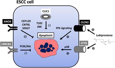 Roles of Ion and Water Channels in the Cell Death and Survival of Upper Gastrointestinal Tract Cancers